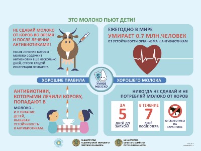 Через сколько дней после антибиотиков можно пить. Молоко и антибиотики. Молоко после антибиотиков. Антибиотик корове после отела. Антибиотики у коров в молоке.